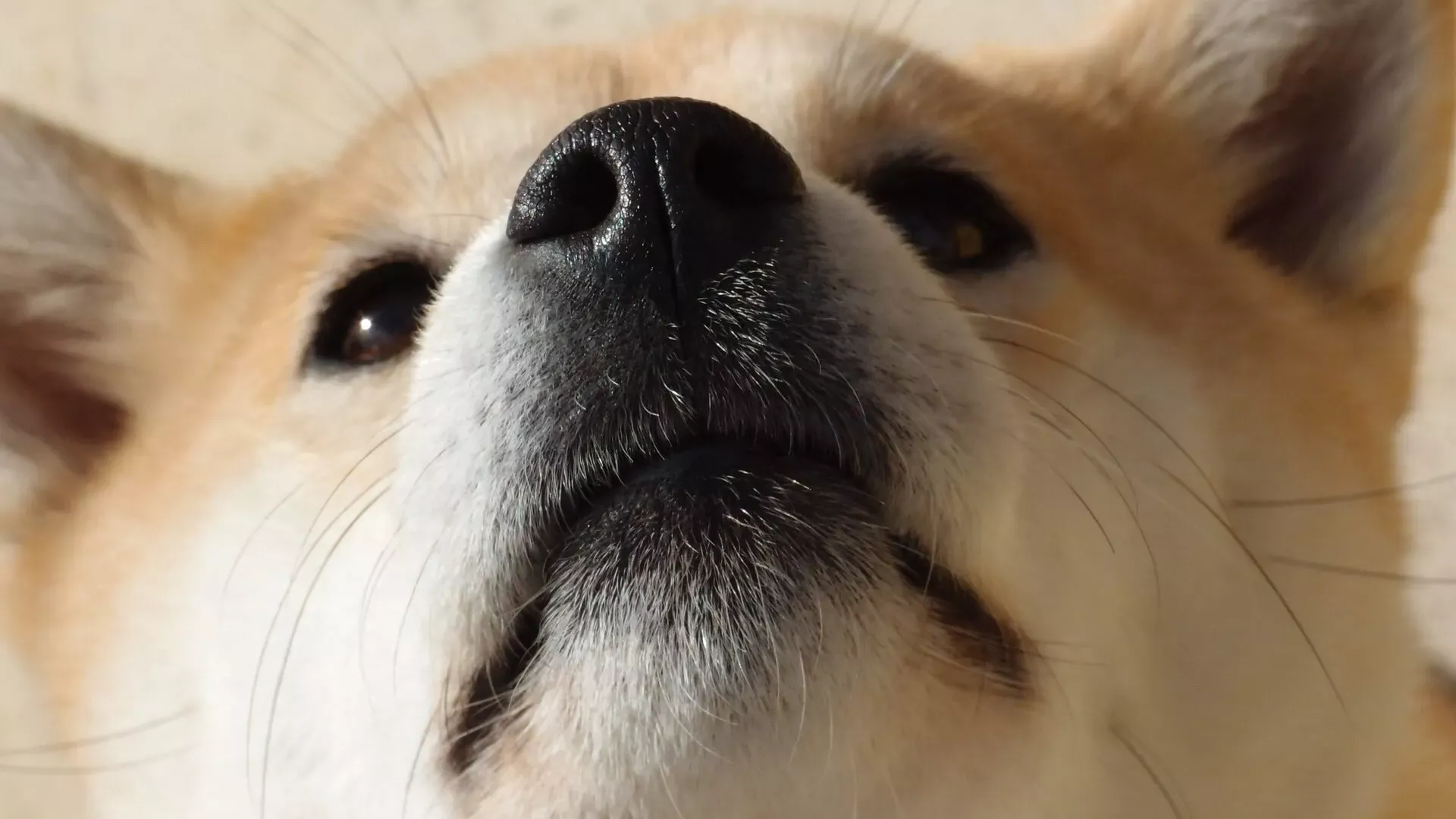 Dogecoin se desploma: la criptomoneda favorita de Elon Musk pierde sus ganancias post-electorales